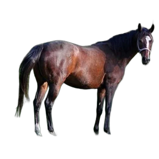animal, creature, staff, crown transparent PNG cut-out