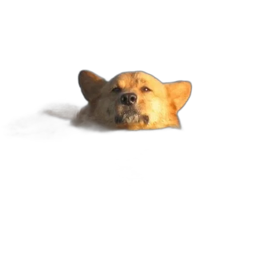 animal, creature, food, face transparent PNG cut-out