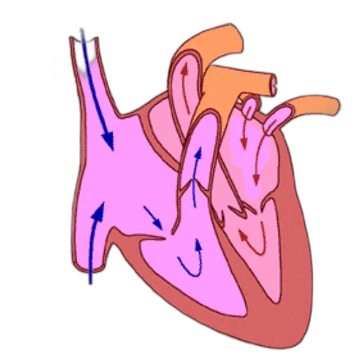 face, jewelry, concept art, cartoon transparent PNG cut-out