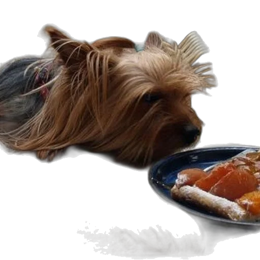 food, animal, photorealistic, 3d render transparent PNG cut-out