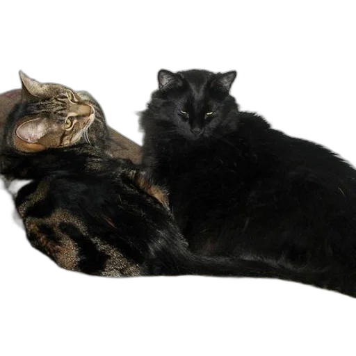 animal, furniture, staff, jewelry transparent PNG cut-out