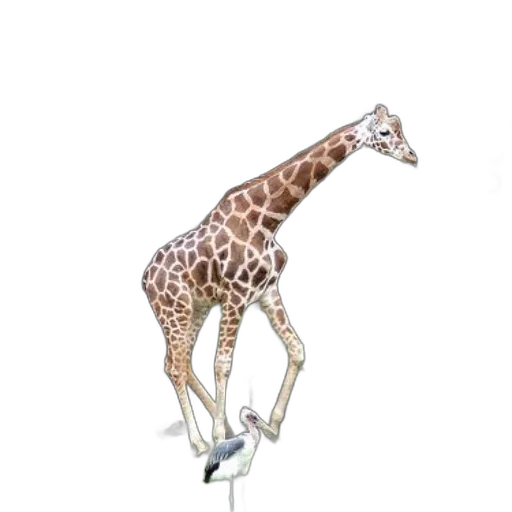 animal, creature, staff, shoes transparent PNG cut-out