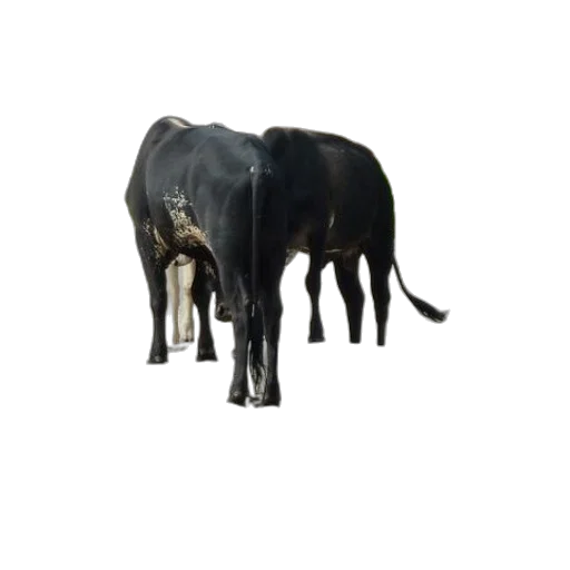animal, creature, staff, jewelry transparent PNG cut-out