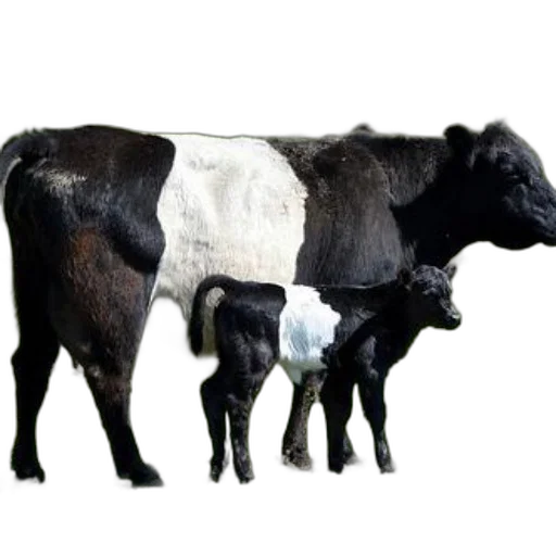animal, food, creature, jewelry transparent PNG cut-out