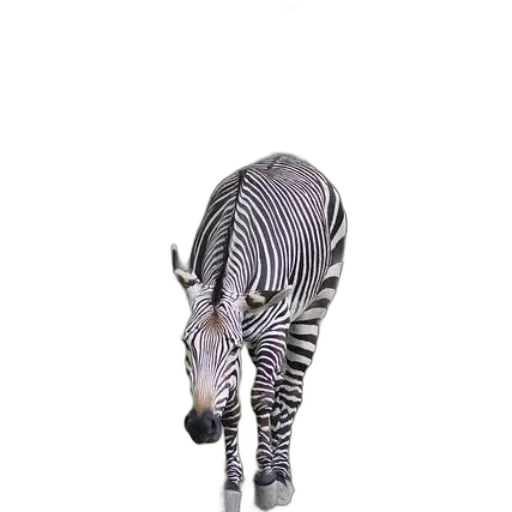 animal, creature, staff, hat transparent PNG cut-out
