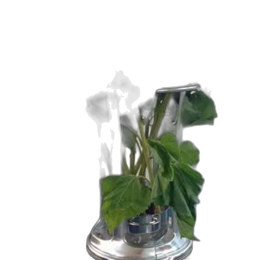 bottle, flower, crown, hat transparent PNG cut-out