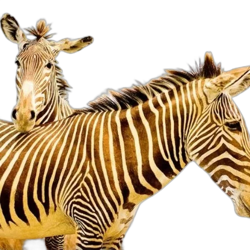 animal, creature, weapon, photorealistic transparent PNG cut-out