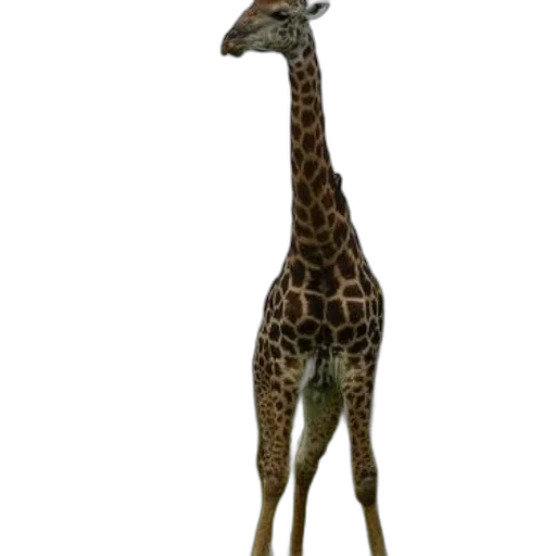 animal, creature, staff, dress transparent PNG cut-out