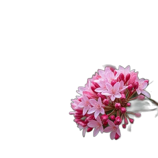 flower, jewelry, crown, weapon transparent PNG cut-out