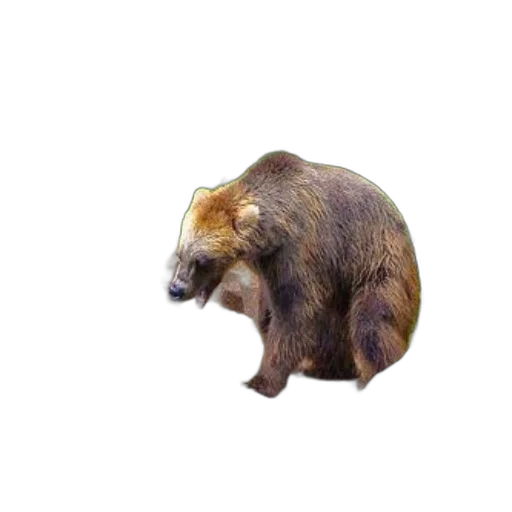 animal, creature, staff, face transparent PNG cut-out
