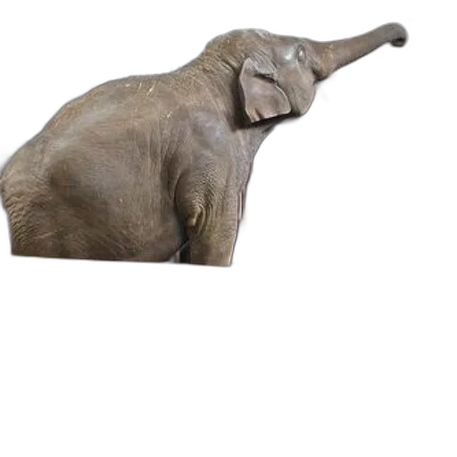 animal, creature, hat, staff transparent PNG cut-out