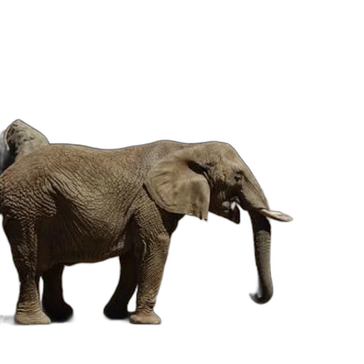 animal, creature, 3d render, photorealistic transparent PNG cut-out