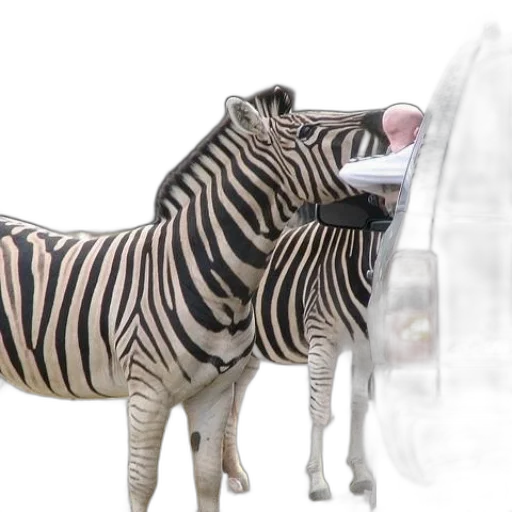 animal, creature, 3d render, concept art transparent PNG cut-out