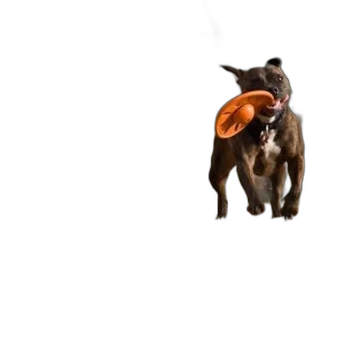 animal, food, staff, creature transparent PNG cut-out