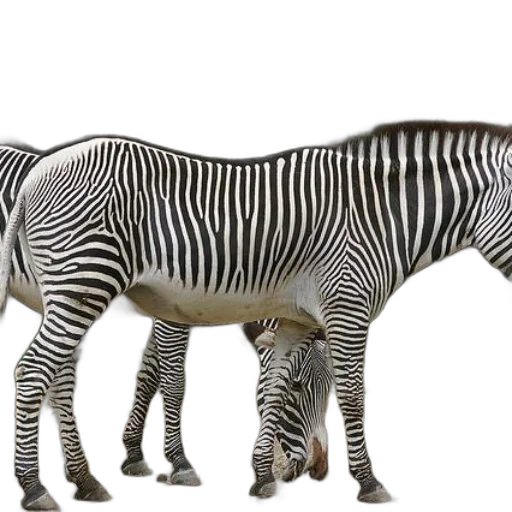 animal, creature, 3d render, photorealistic transparent PNG cut-out