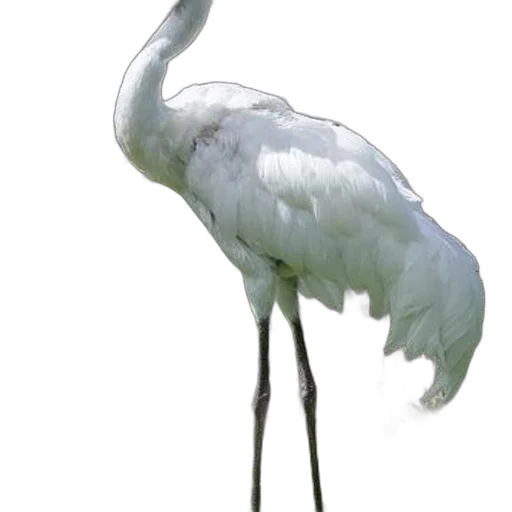 animal, staff, creature, weapon transparent PNG cut-out