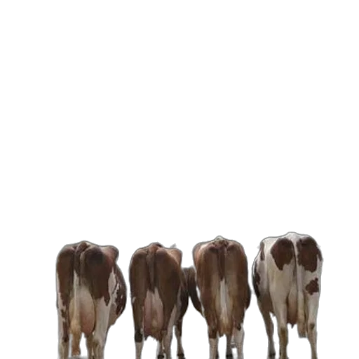 animal, food, staff, furniture transparent PNG cut-out