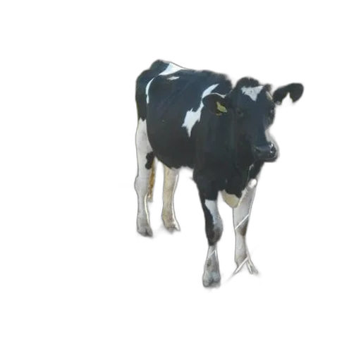 animal, food, creature, jewelry transparent PNG cut-out