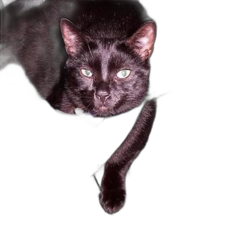 animal, creature, staff, face transparent PNG cut-out
