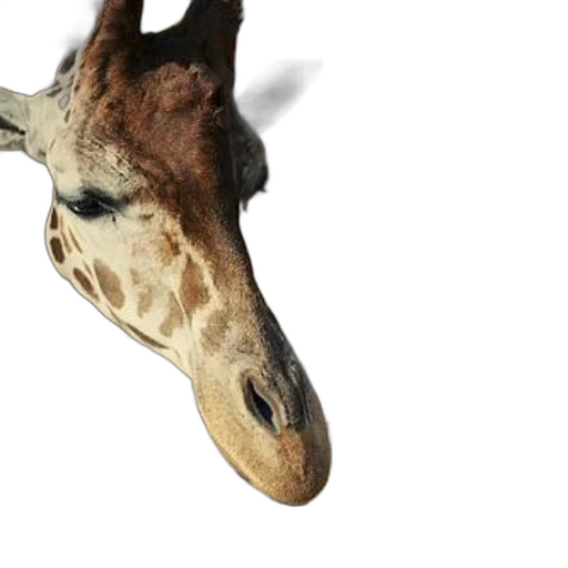 animal, creature, mask, face transparent PNG cut-out