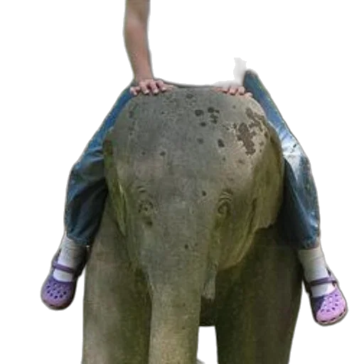 animal, creature, jacket, robot transparent PNG cut-out