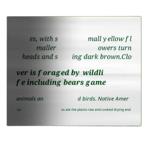 animal, forest, green, text transparent PNG cut-out