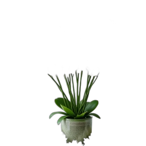crown, flower, staff, creature transparent PNG cut-out
