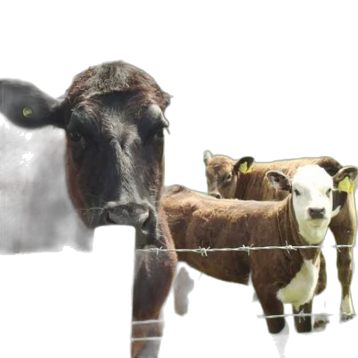 animal, photorealistic, 3d render, concept art transparent PNG cut-out