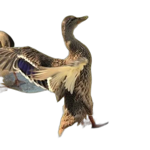 animal, creature, 3d render, duck transparent PNG cut-out