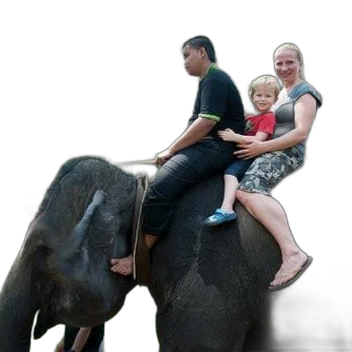 animal, family, enjoys, ride transparent PNG cut-out