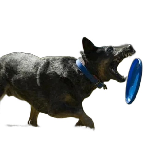 animal, creature, hat, weapon transparent PNG cut-out
