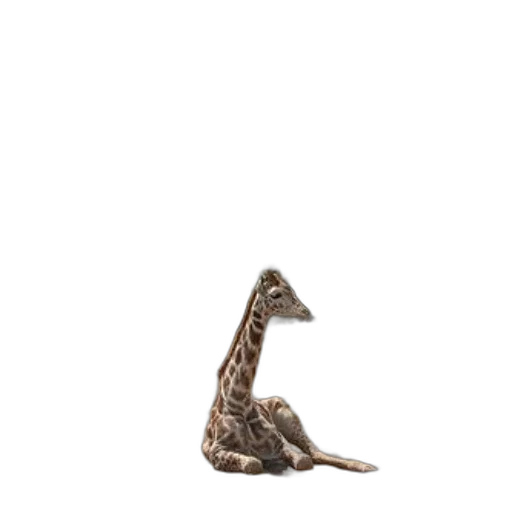 animal, creature, dragon, staff transparent PNG cut-out