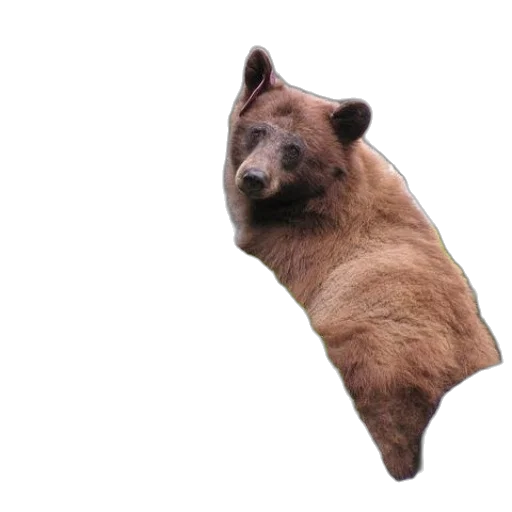 animal, creature, face, staff transparent PNG cut-out