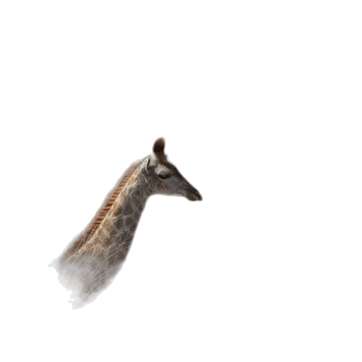 animal, dragon, creature, hat transparent PNG cut-out