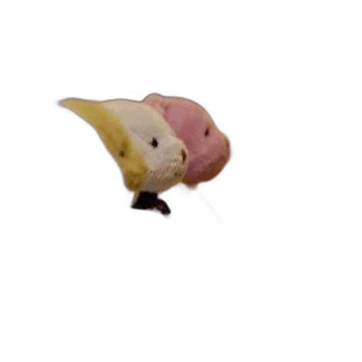 hat, creature, animal, food transparent PNG cut-out