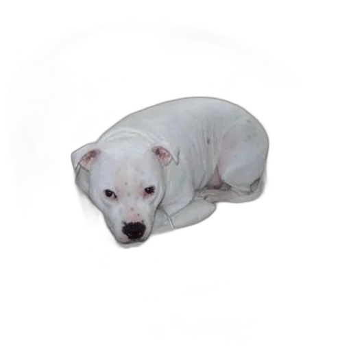 animal, creature, staff, photorealistic transparent PNG cut-out