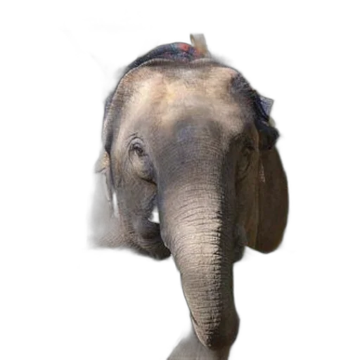 animal, creature, staff, hat transparent PNG cut-out