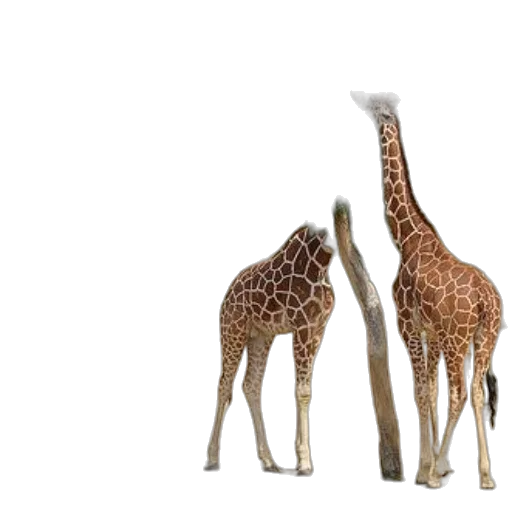 animal, creature, 3d render, concept art transparent PNG cut-out