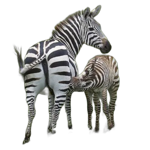 animal, creature, jewelry, furniture transparent PNG cut-out