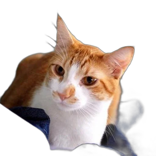 staff, animal, hat, face transparent PNG cut-out