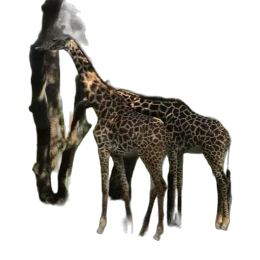 animal, creature, staff, jewelry transparent PNG cut-out