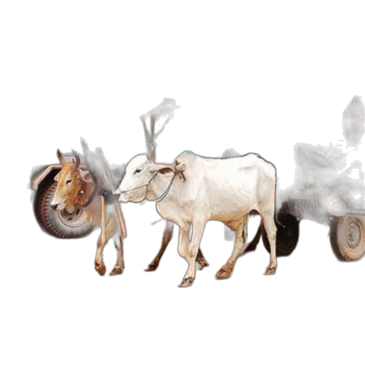 animal, food, concept art, photorealistic transparent PNG cut-out
