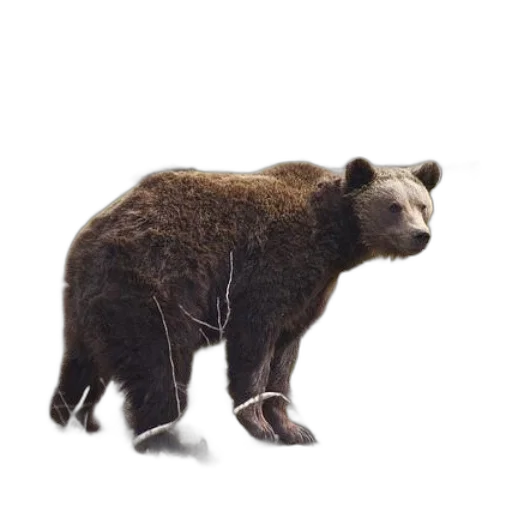 animal, creature, staff, weapon transparent PNG cut-out