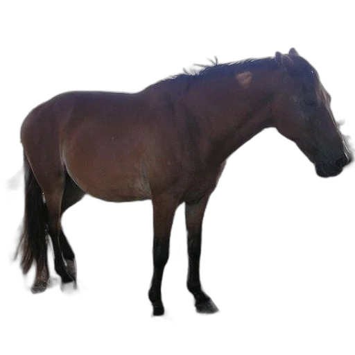 animal, creature, hair, staff transparent PNG cut-out