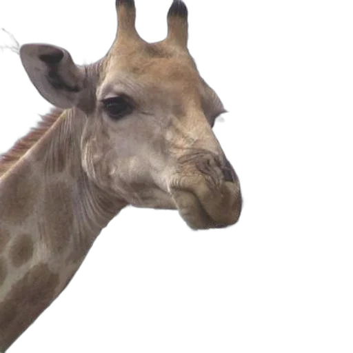 animal, creature, face, photorealistic transparent PNG cut-out