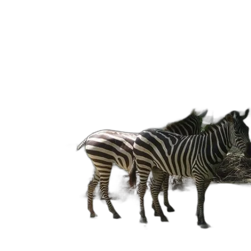 animal, creature, dragon, weapon transparent PNG cut-out