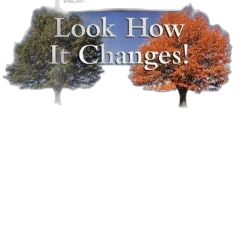 tree, book, cover, titled transparent PNG cut-out