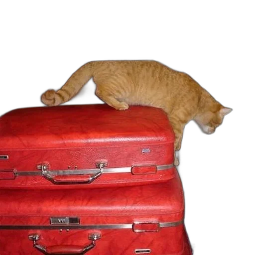 furniture, staff, animal, hat transparent PNG cut-out