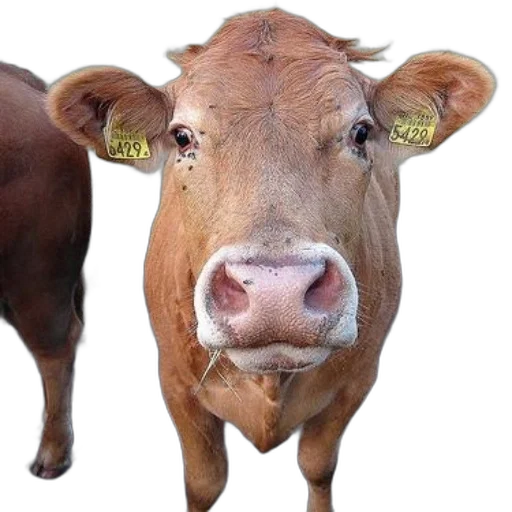animal, face, mask, creature transparent PNG cut-out