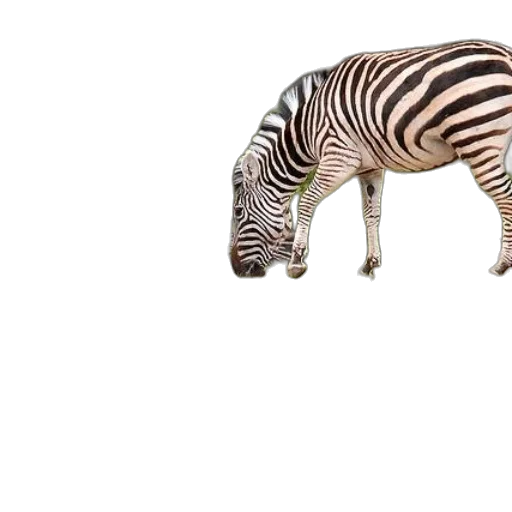 animal, creature, weapon, hat transparent PNG cut-out